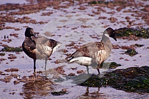 Brant Goose pair wading