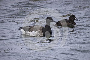 Brant Goose on Water and Female Lesser Scaup