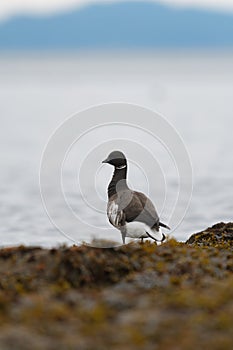 Brant looking for food at seaside