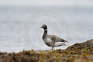 Brant looking for food at seaside photo