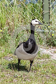 Brant on the rocks of the picturesque island Kastellholmen in Stockholm