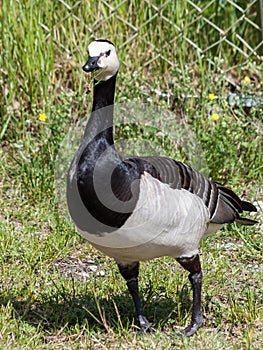 Brant on the rocks of the picturesque island Kastellholmen in Stockholm