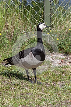 Brant on the rocks of the picturesque island Kastellholmen in Stockholm