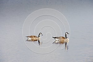 Branta canadensis