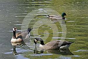 Branta canadensis, Canada gooses