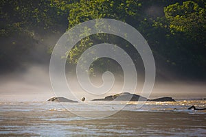 Branta canadensis on Chattahoochee river in frog