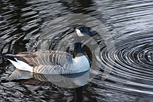 Branta canadensis on rippled water.