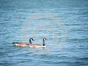 Branta canadensis. Two Canada geese on a lake in Devon, UK.