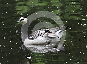 Branta leucopsis Husa barnacle v bratislavské ZOO