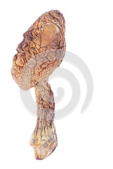 Brasil Morel Mushrooms Isolated photo