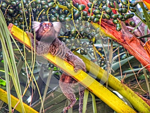 Brasil nature green tropicals beautiful animal monkey