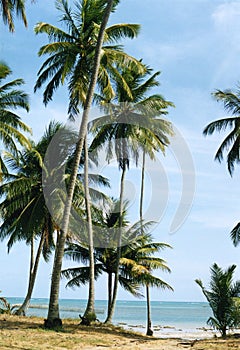 Brasil ocean, Maceio