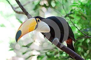 Brasilia toucan photo