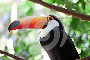 Brasilia toucan photo