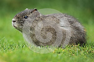 Brasilian guinea pig