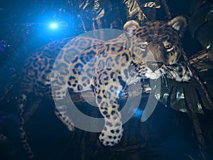 Brazilian jaguar portrait. photo