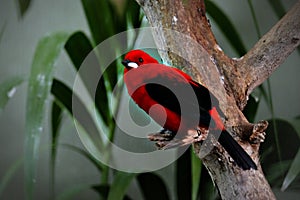 Brasilian Tanager perched on a tree