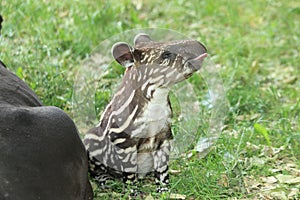 Brasilian tapir suckling