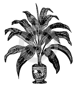 Brasiliensis, dracaena, leaves, plant, tree vintage illustration