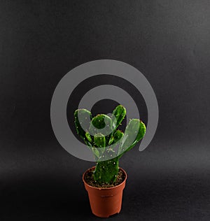 Brasiliopuntia brasiliensis in pot on black background