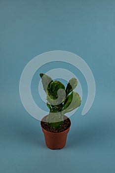 Brasiliopuntia brasiliensis in pot on blue background, top view