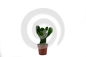 Brasiliopuntia brasiliensis in pot on white background