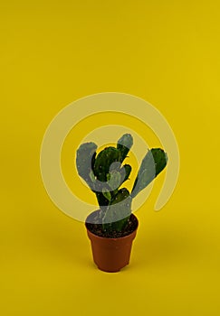 Brasiliopuntia brasiliensis in pot on yellow background, top view