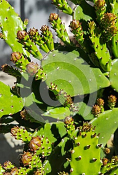 Brasiliopuntia, large flowering cactus, close up shot. Buenos Aires, Argentina.