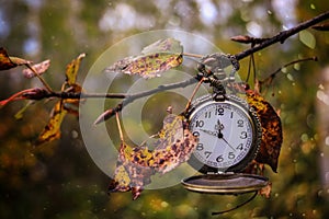 Brass antique pocket watch hanging from a tree branch