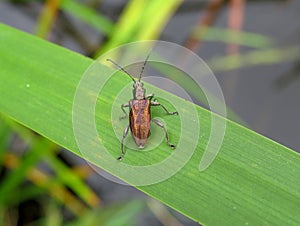 Brass bug