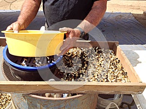 Brass bullet casing shells cartridges recycle