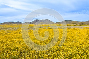 The Brass Buttons Cotula coronopifolia plant are blooming in the spring. Yellow wild flowers blooming in the meadow with