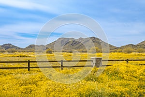 The Brass Buttons Cotula coronopifolia plant are blooming in the spring. Yellow wild flowers blooming in the meadow with