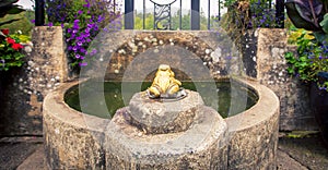 Brass frog in a fountain
