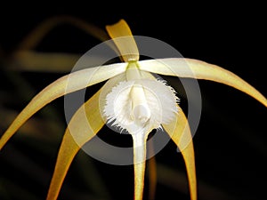 Brassavola orchid