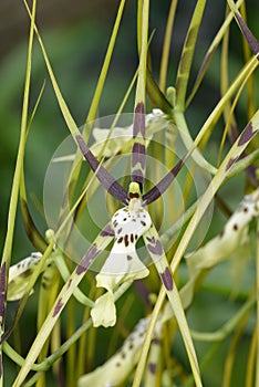 Brassia Hybrid Orchid