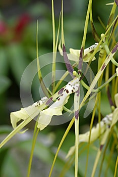 Brassia Hybrid Orchid