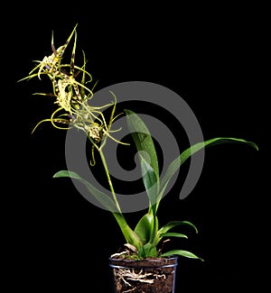 Brassia maculata