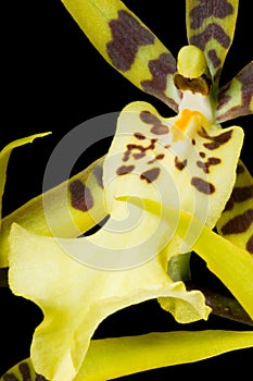 Brassia orchid on black