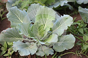 Brassica alboglabra,Kai-lan, in agricultur cultivated plant field photo