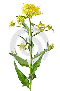 Brassica campestris flower