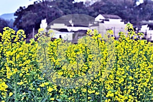 brassica campestris at wuyuan