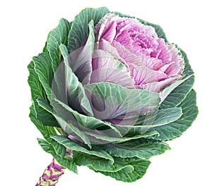 Brassica decorative cabbage isolated on white background. Purple Brassica flower. Ornamental kale