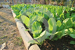 Brassica juncea, green lettuce or lettuce