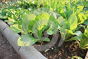 Brassica juncea, green lettuce or lettuce