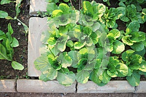 Brassica juncea, green lettuce or lettuce
