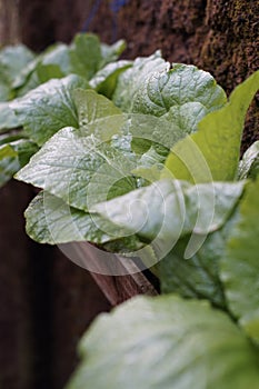 The Brassica juncea vegetables