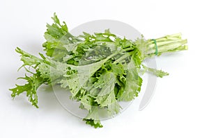 Brassica juncea on the white background