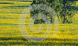 Brassica napus field, rapessed