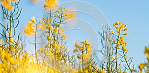 Brassica napus field, rapessed, closeup